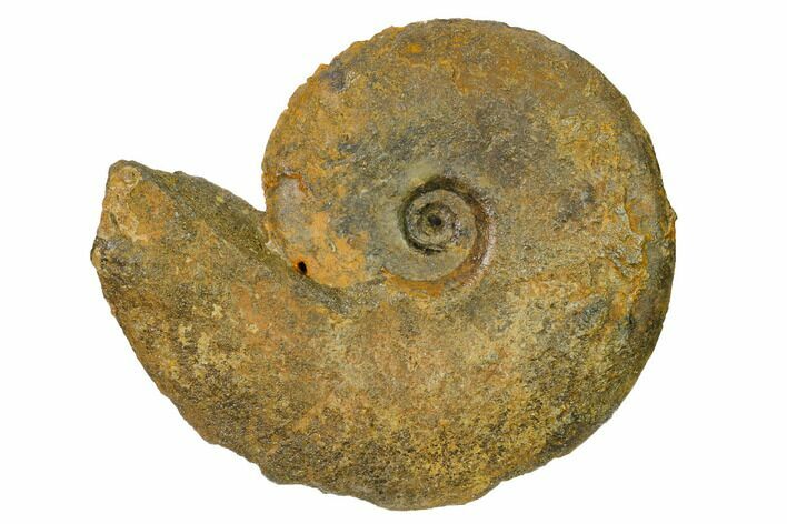 Iron Replaced Ammonite Fossil - Boulemane, Morocco #164463
